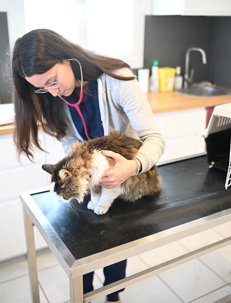 LV-Cabinet-1 Consultation vétérinaire chat