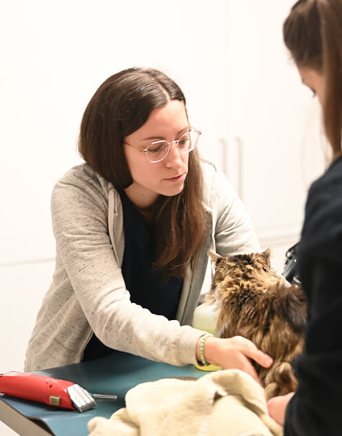 Consultation v&eacute;t&eacute;rinaire Pierrefeu-du-Var