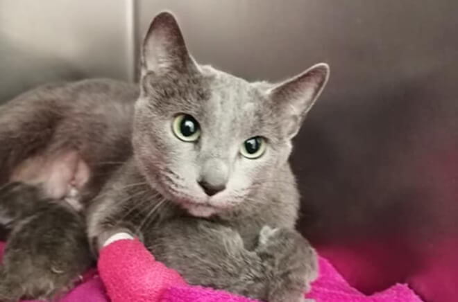 LV-Hospitalisation Hospitalisation vétérinaire