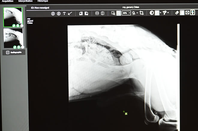 LV-Imagerie Imagerie vétérinaire