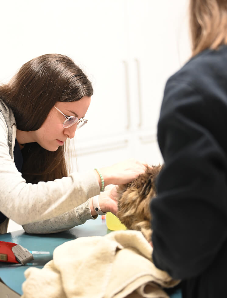 Services de consultation vétérinaire